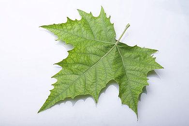 2D高速动作游戏最新作《索尼克 起源》于今日发售！